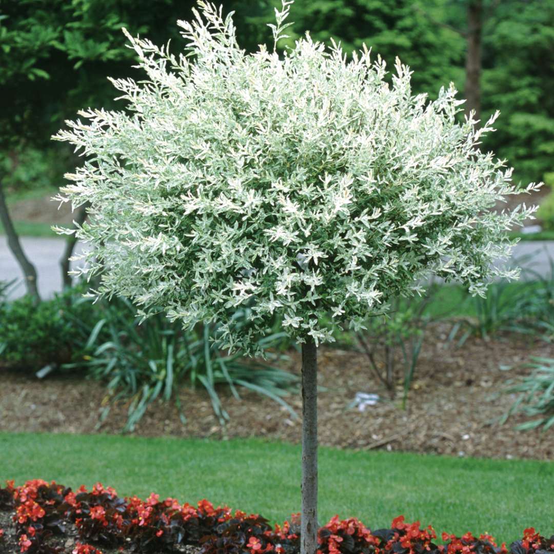 Hakuro Nishiki Salix in tree form with white foliage in the landscape